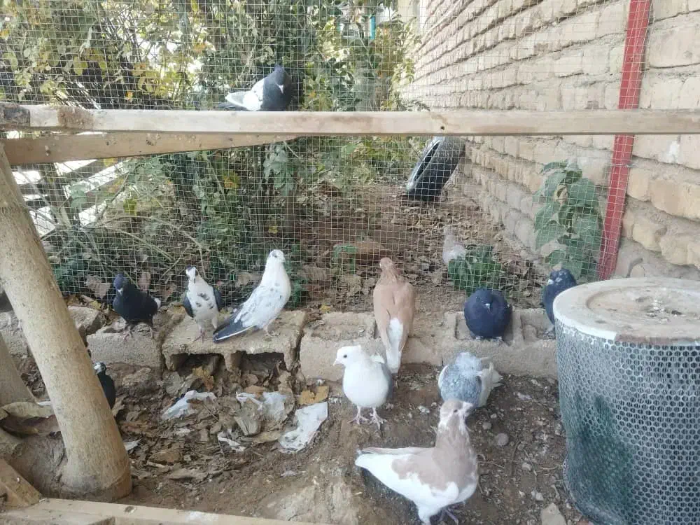 کبوتر|پرنده|صدرا-فارس, فاز ۱|دیوار