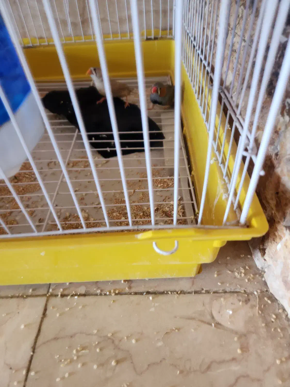 مرغ عشق و فنچ|پرنده|هشتگرد, هشتگرد قدیم|دیوار