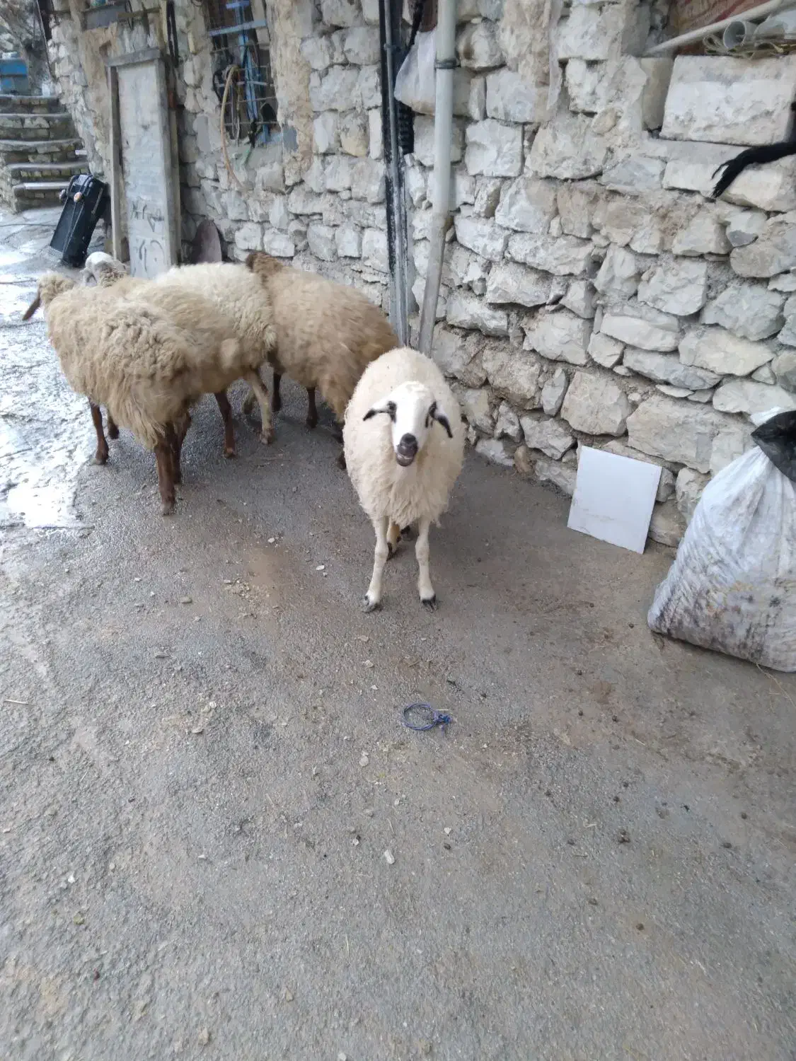 فروش گوسفند|حیوانات مزرعه|کلاشی, |دیوار