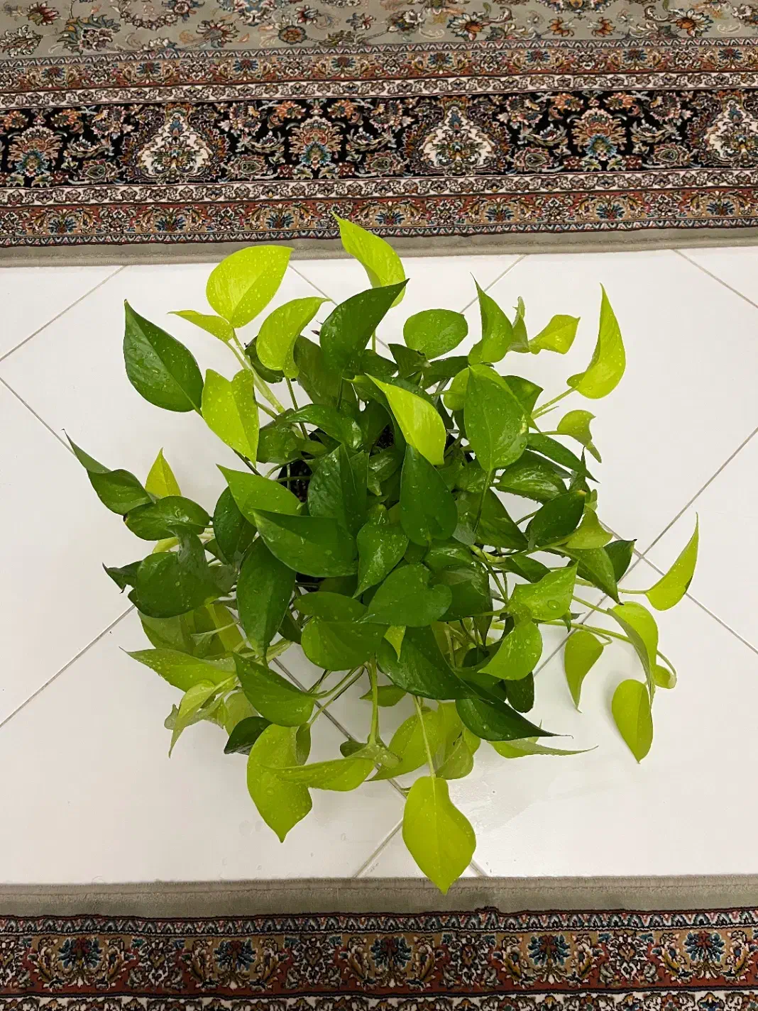 پتوس حصیری پتوس مرمری اسکاندیس غوره ای فلوریدا|گل و گیاه طبیعی|مشهد, دانشجو|دیوار