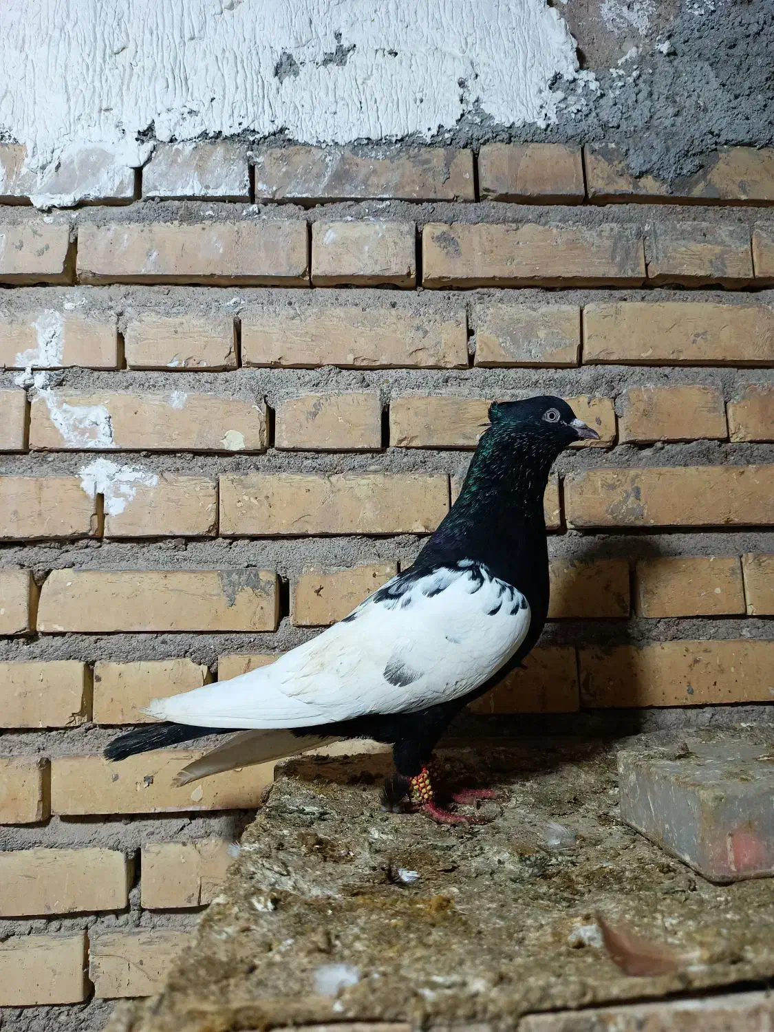 سینه سیاه|پرنده|گتوند, |دیوار