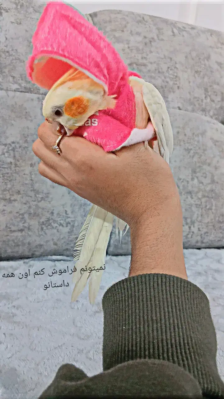 گمشده|حیوانات|تاکستان, |دیوار