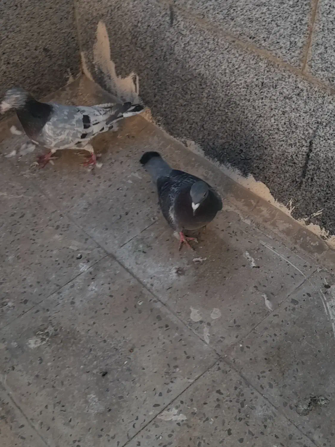 کبوتر کوهی و مگزی|پرنده|همدان, |دیوار