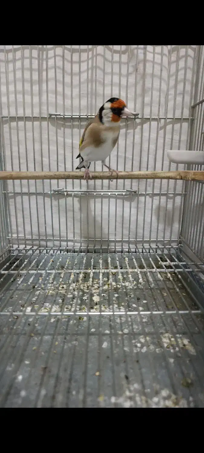 جوجه قفس سهره های قرص بخون گل بلند|پرنده|اصفهان, گرکان|دیوار