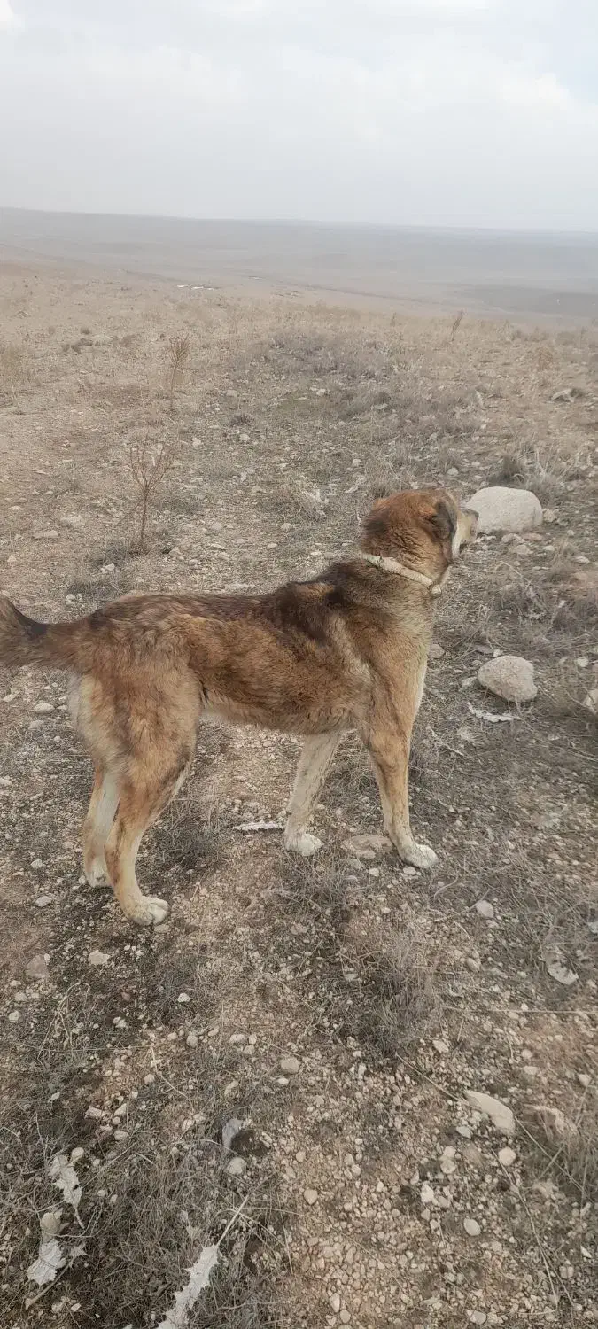 قیمت توافقی|سگ|سرولایت, |دیوار