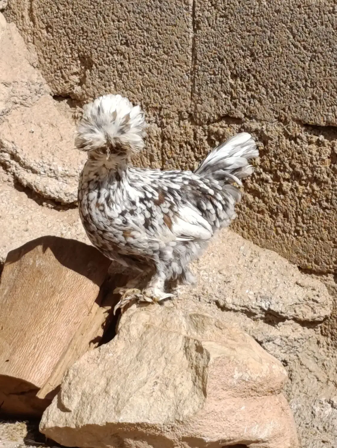 مرغ سلطان|حیوانات مزرعه|زاگرس, |دیوار