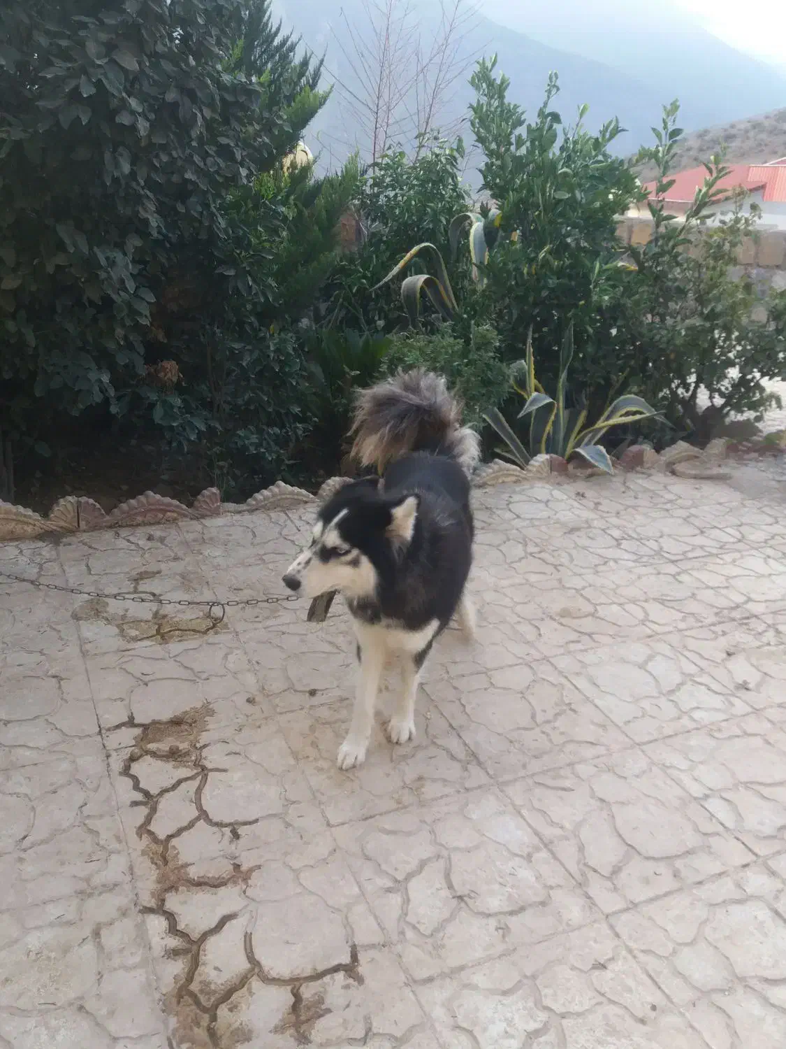 هاسکی ماده چشم یخی زیبا|سگ|مرزنآباد, |دیوار