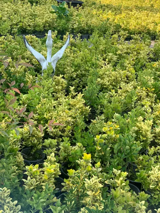 شمشاد طلایی ریشه پرس|گل و گیاه طبیعی|واجارگاه, |دیوار