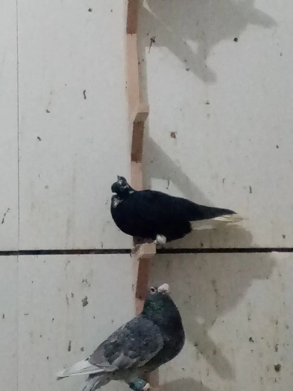 کفتر بوم رنگه هوایی|پرنده|زاوه, |دیوار