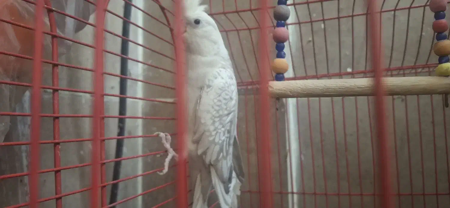 یک جفت عروس هلندی|پرنده|شهریار, شهرک وائین|دیوار