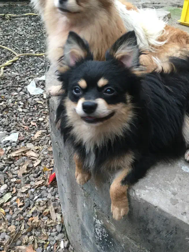 پامر روباهی بلک ان تن  رنگ کمیاب نر|سگ|رشت, حومه رشت|دیوار