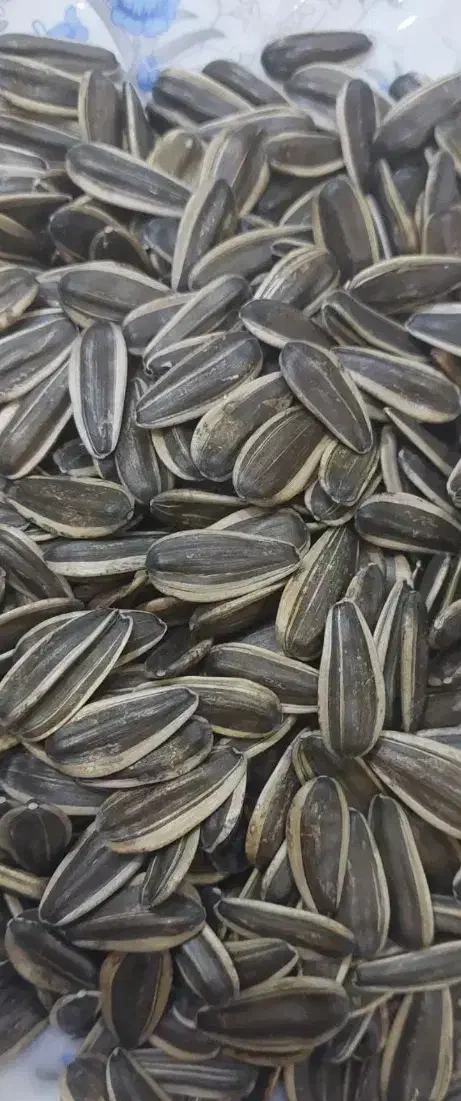 تخمه خام پاک شده درجه1|خوردنی و آشامیدنی|داراب, |دیوار