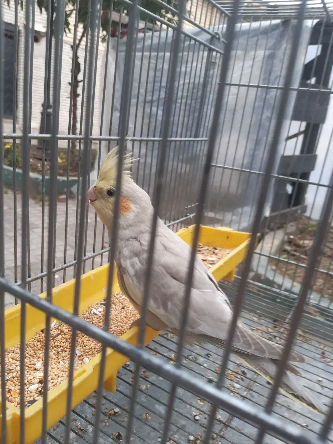 عروس هلندی|پرنده|فومن, |دیوار