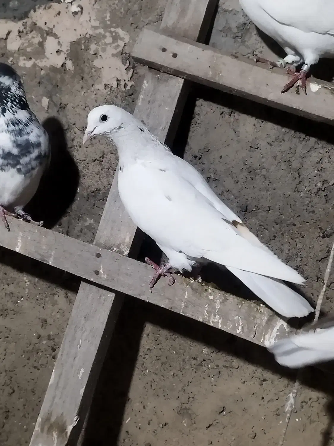 کبوتر گرفتنی سسلی و تهرانی|پرنده|ارومیه, |دیوار