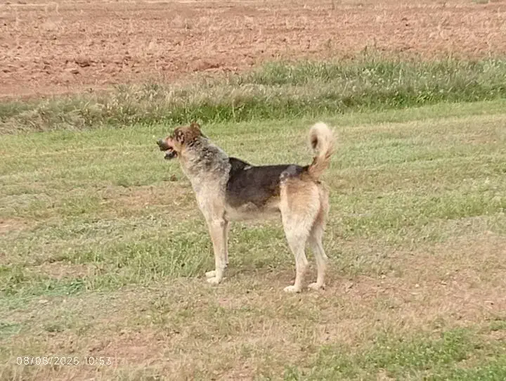 سگ نگهبانی|سگ|دهگلان, |دیوار