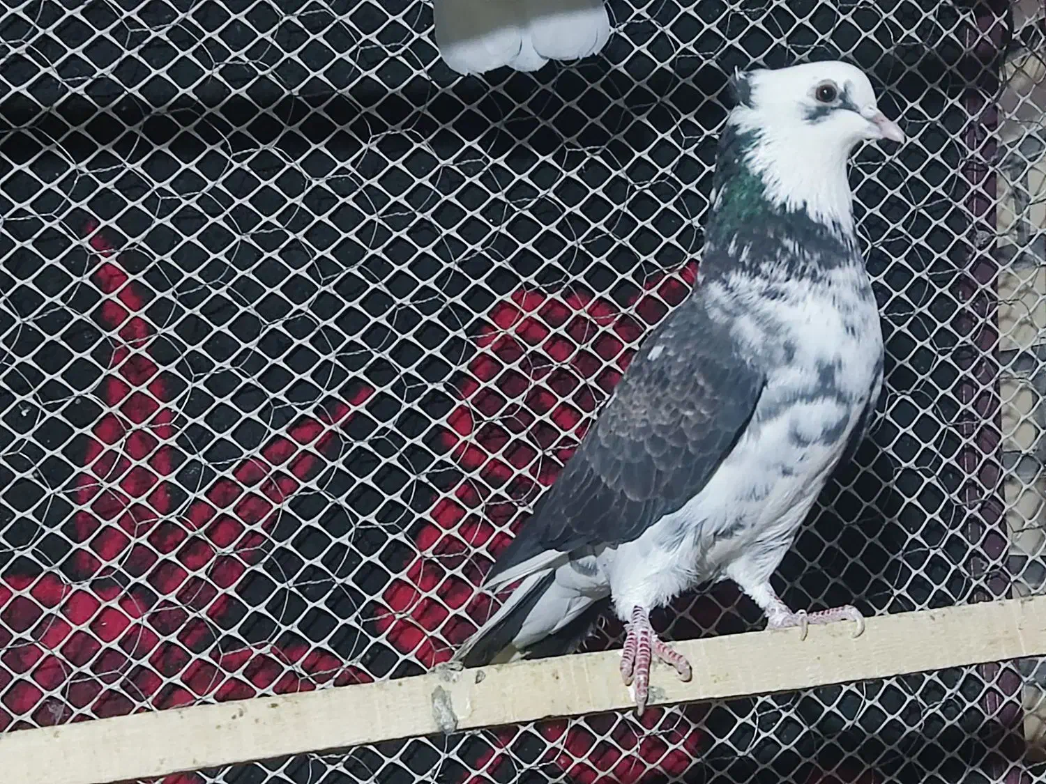 کبوتر|پرنده|محمدبار, |دیوار