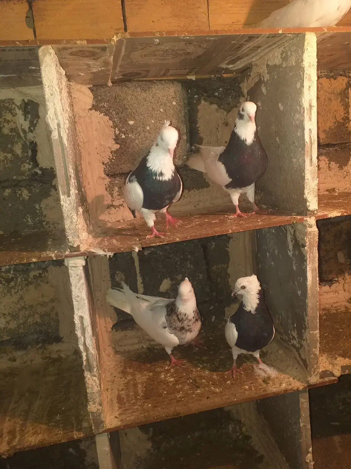 کبوتر طوق|پرنده|مریوان, |دیوار