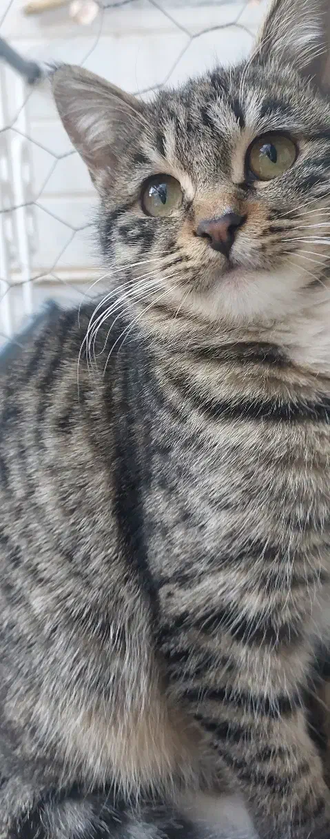 گربه ماده|گربه|قوچان, |دیوار