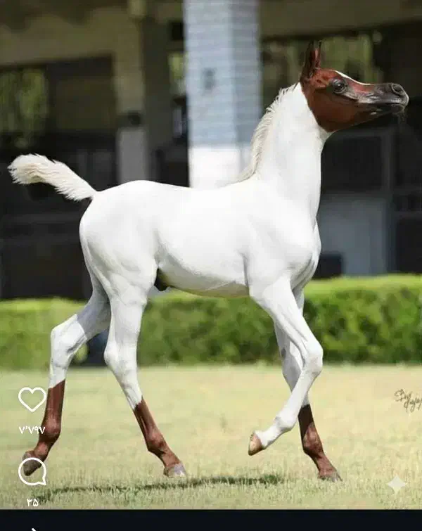 پانسیون و نگهداری سوارکاری سزار واقع در شاهین شهر|اسب و تجهیزات اسب‌سواری|شاهین‌شهر, گرگاب|دیوار