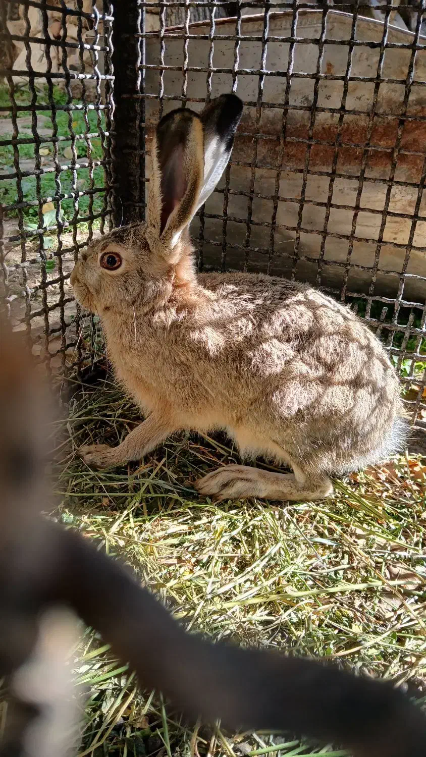 خرگوش کوهی|حیوانات مزرعه|عنبران, |دیوار