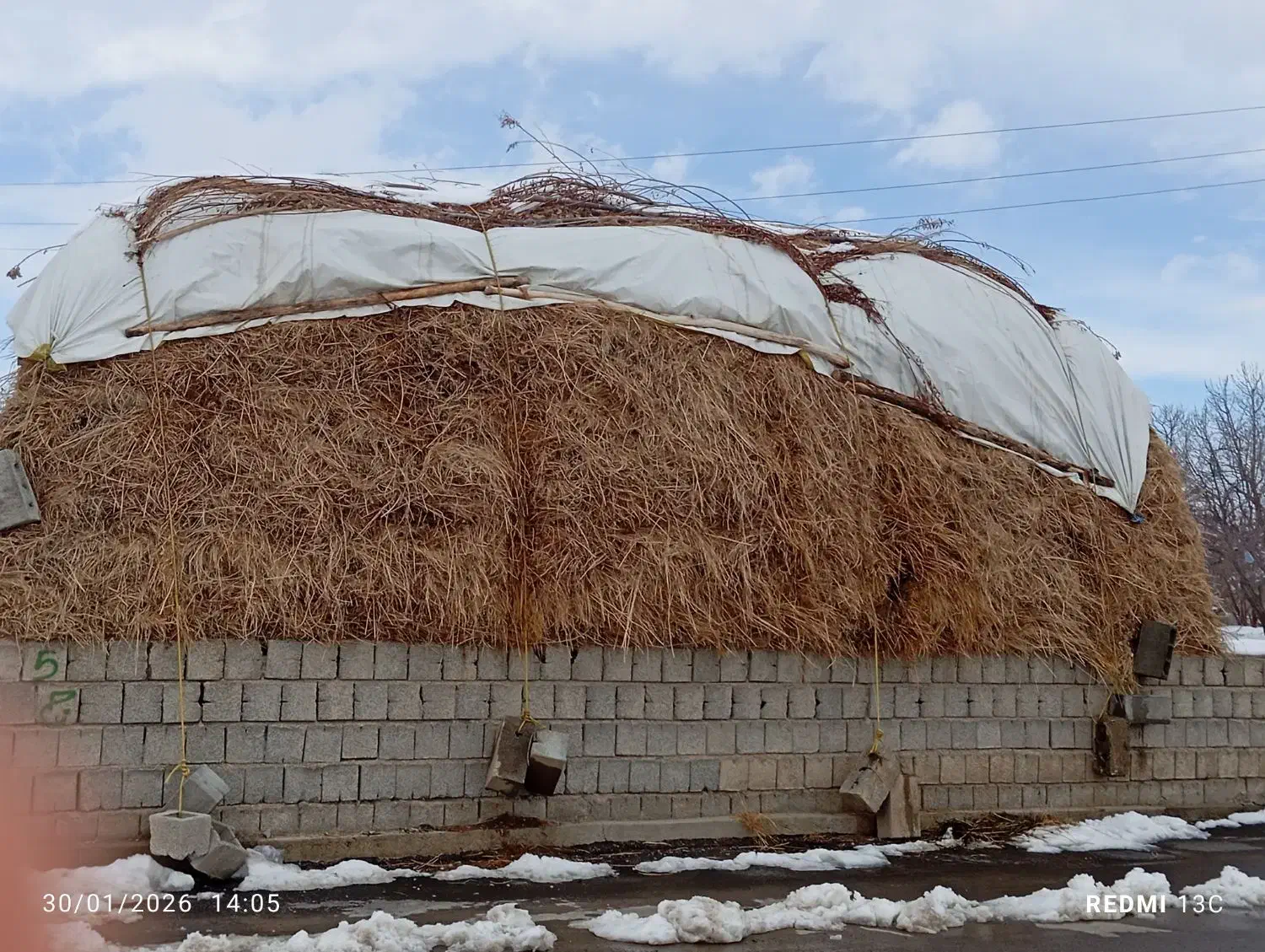 علوفه|گل و گیاه طبیعی|سیلوانه, |دیوار