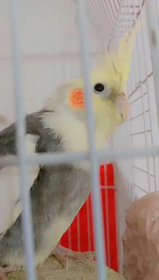 عروس هلندی|پرنده|سراب, |دیوار