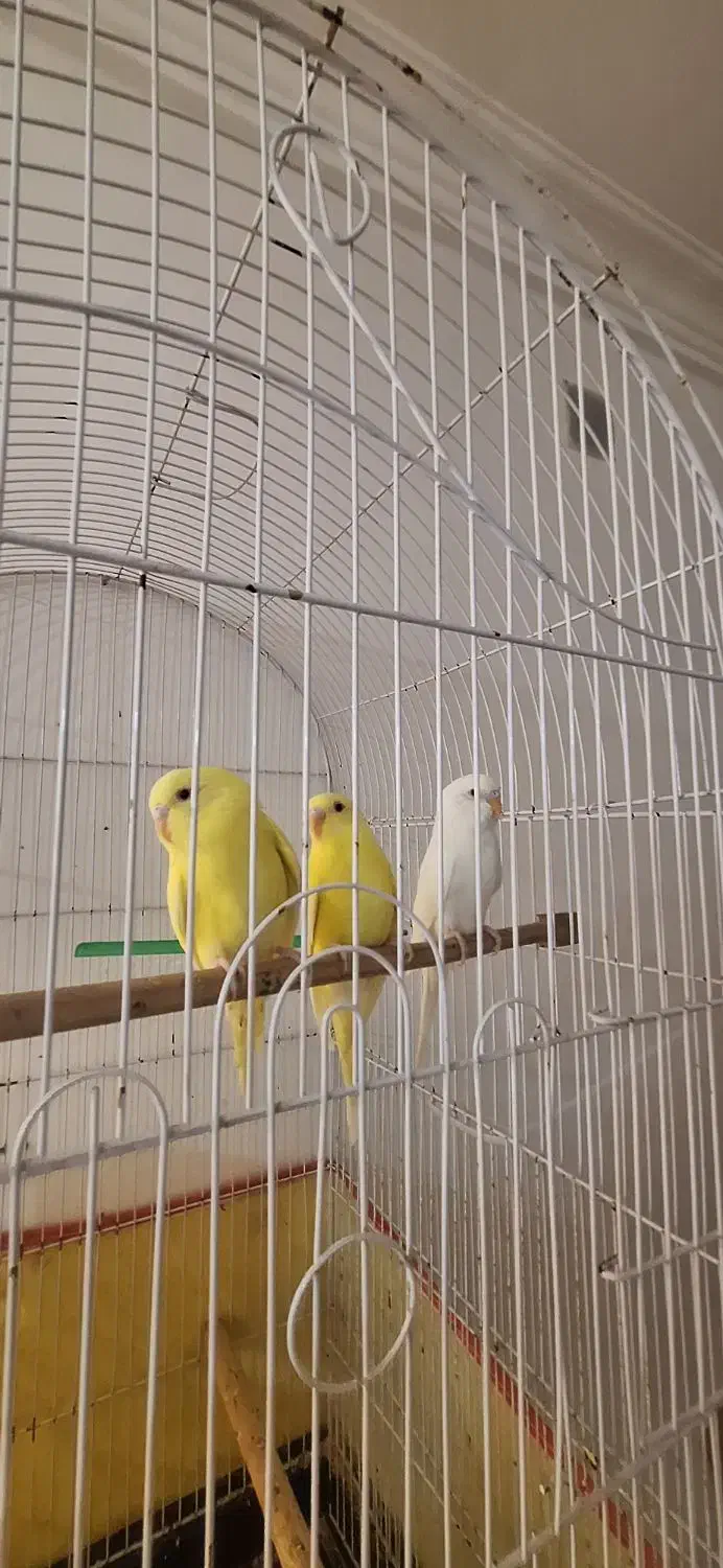 مرغ عشق هلندی|پرنده|میناب, |دیوار