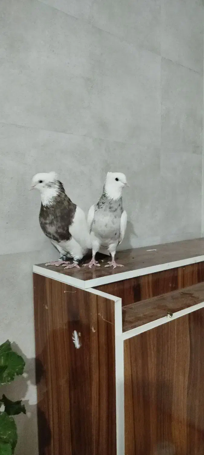 کبوتر ،طوقی پالخت کاکولی|پرنده|داران, |دیوار