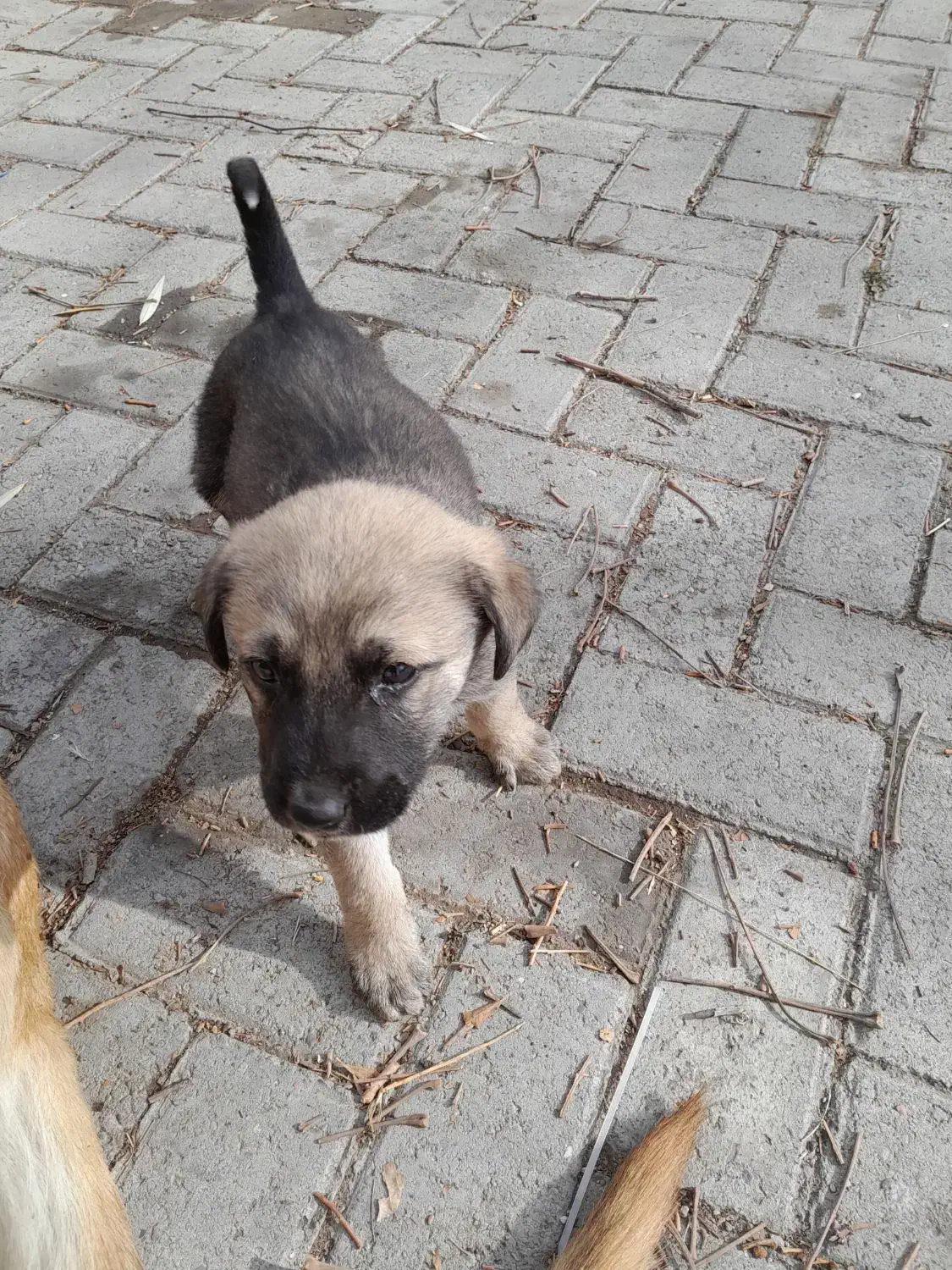 واگذاری سگ|سگ|همدان, |دیوار