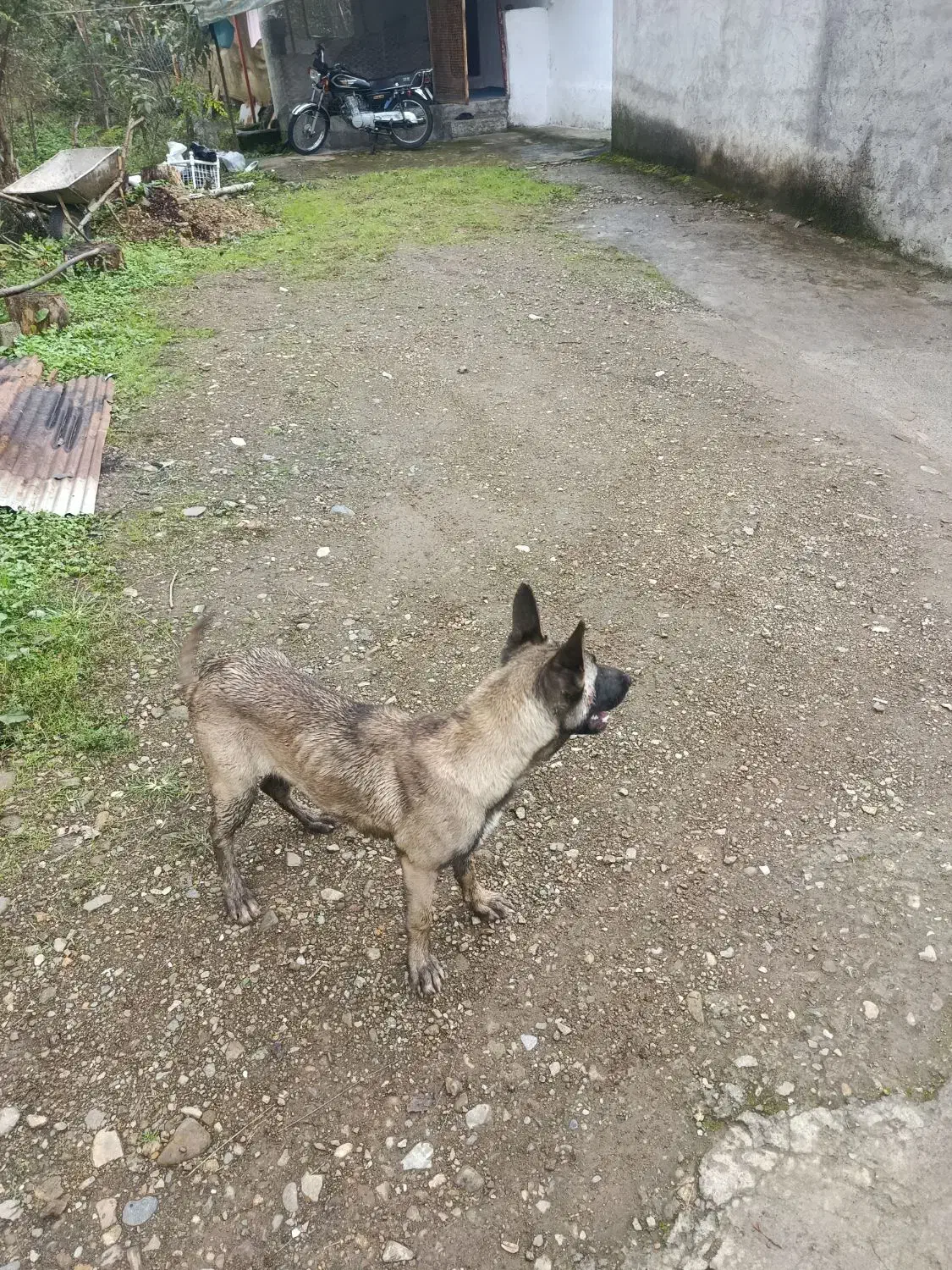 سگ مالینویز|سگ|رحیمآباد, |دیوار