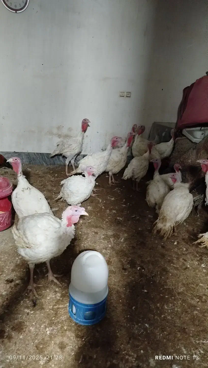 بوقلمون|حیوانات مزرعه|دره شهر, |دیوار