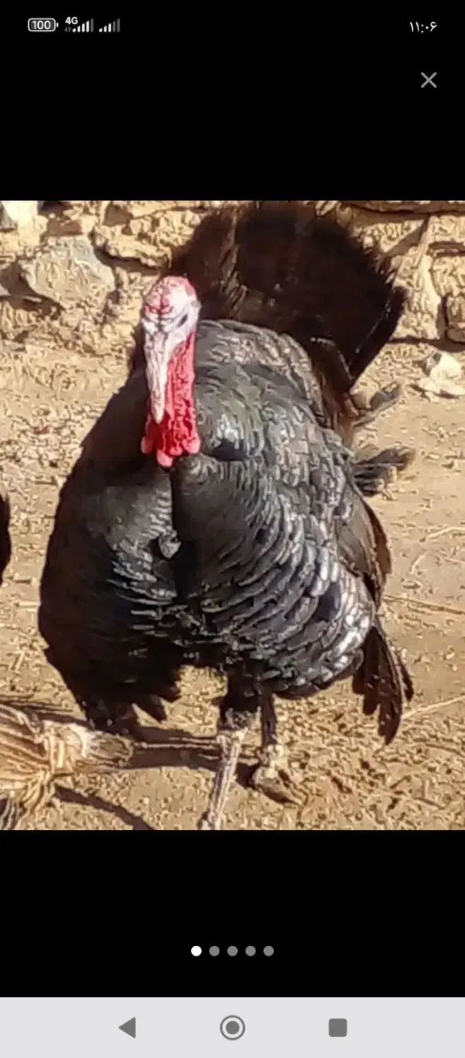 بوقلمون|حیوانات مزرعه|چالدران, |دیوار