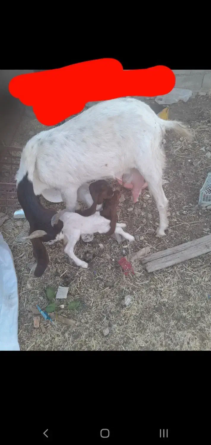 بز دوقلو زا با دوتا بیگ نر ماده افغانی دینراک|حیوانات مزرعه|اندیکا, |دیوار