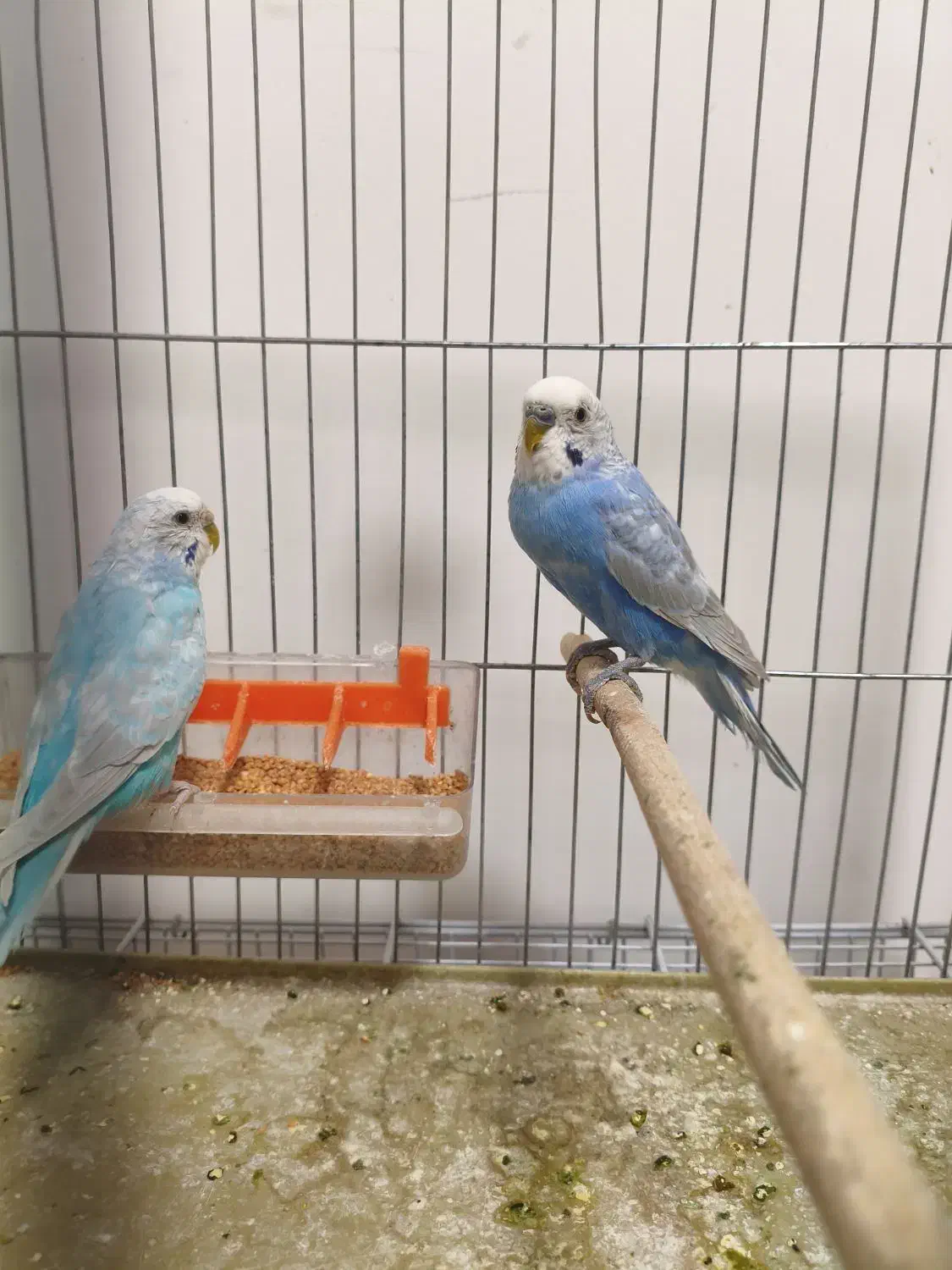 انواع مرغ عشق اسپانگل و هلندی با قفس|پرنده|شیراز, شهرک والفجر|دیوار