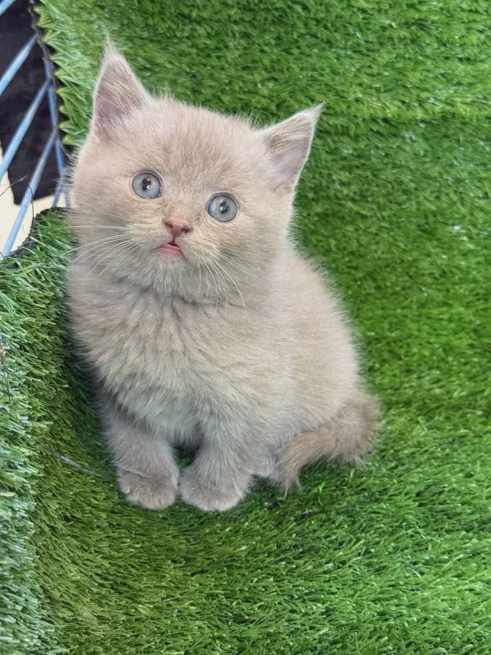 دهکده گربه‌های زیبا ( پرشین / اسکاتیش/ بریتیش )|گربه|یزد, |دیوار