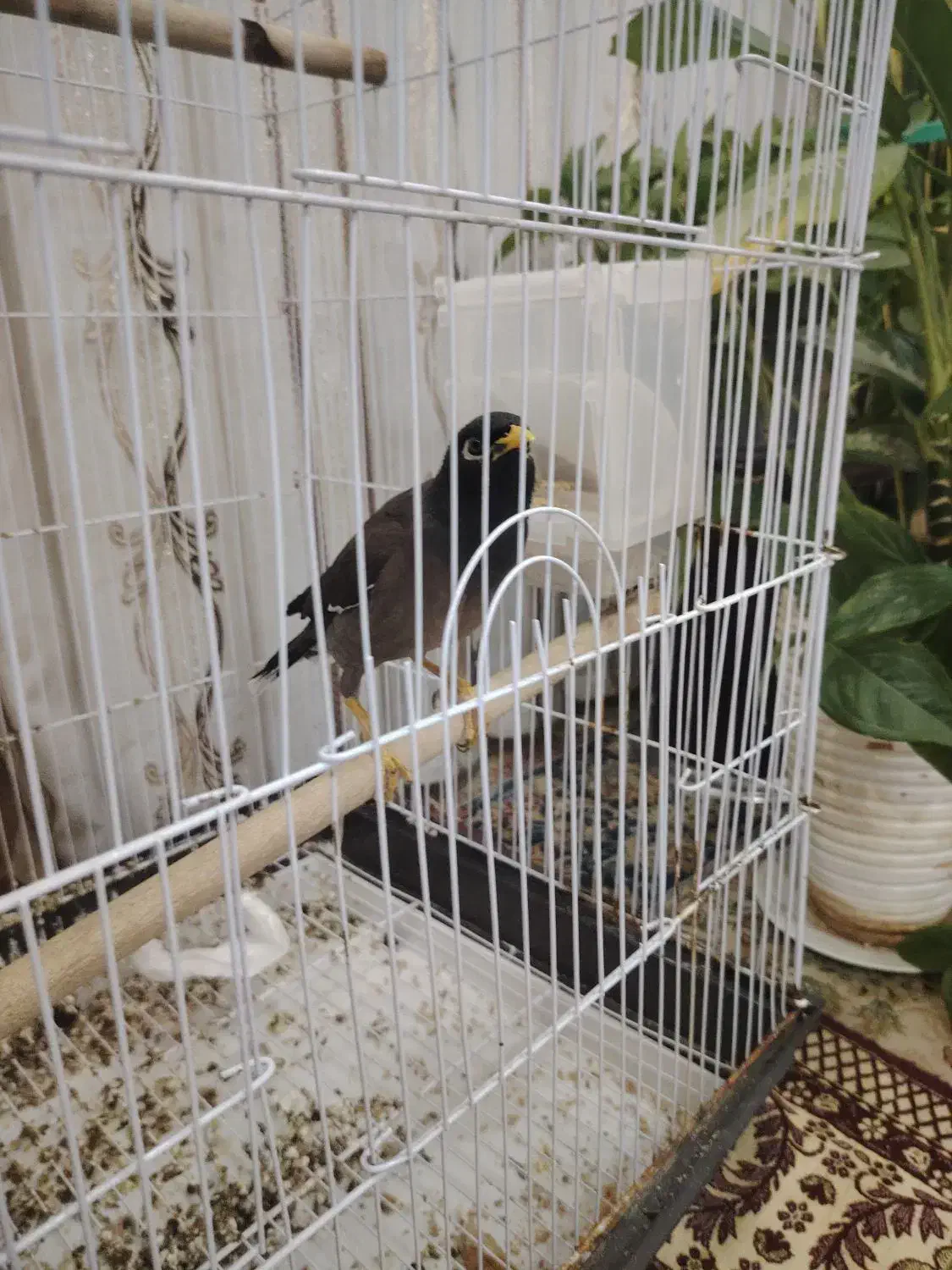 مرغ مینا|پرنده|میبد, |دیوار