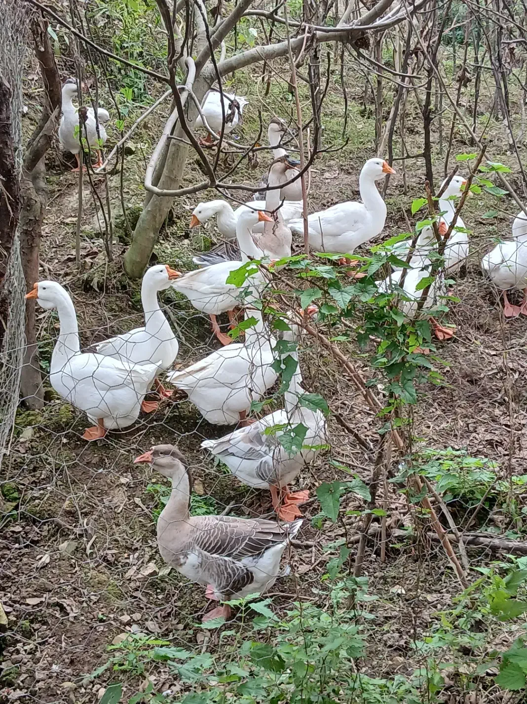 قوغاز نر ماده سالم سر حال|حیوانات مزرعه|ماکلوان, |دیوار