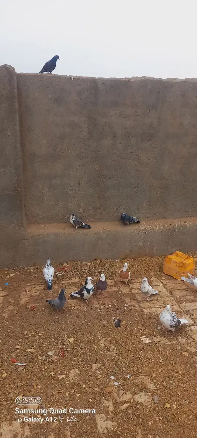 کبوتر|پرنده|جعفرآباد, |دیوار