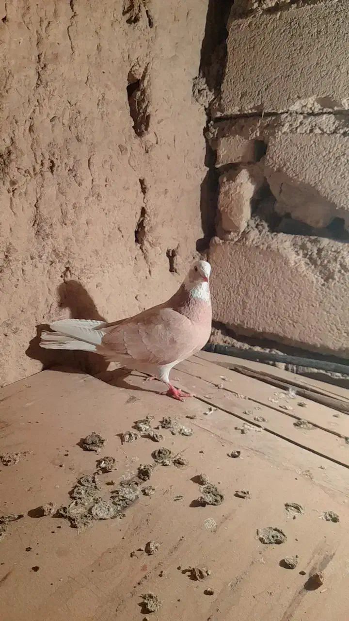 کبوتر رنگی|پرنده|شاهرود, |دیوار