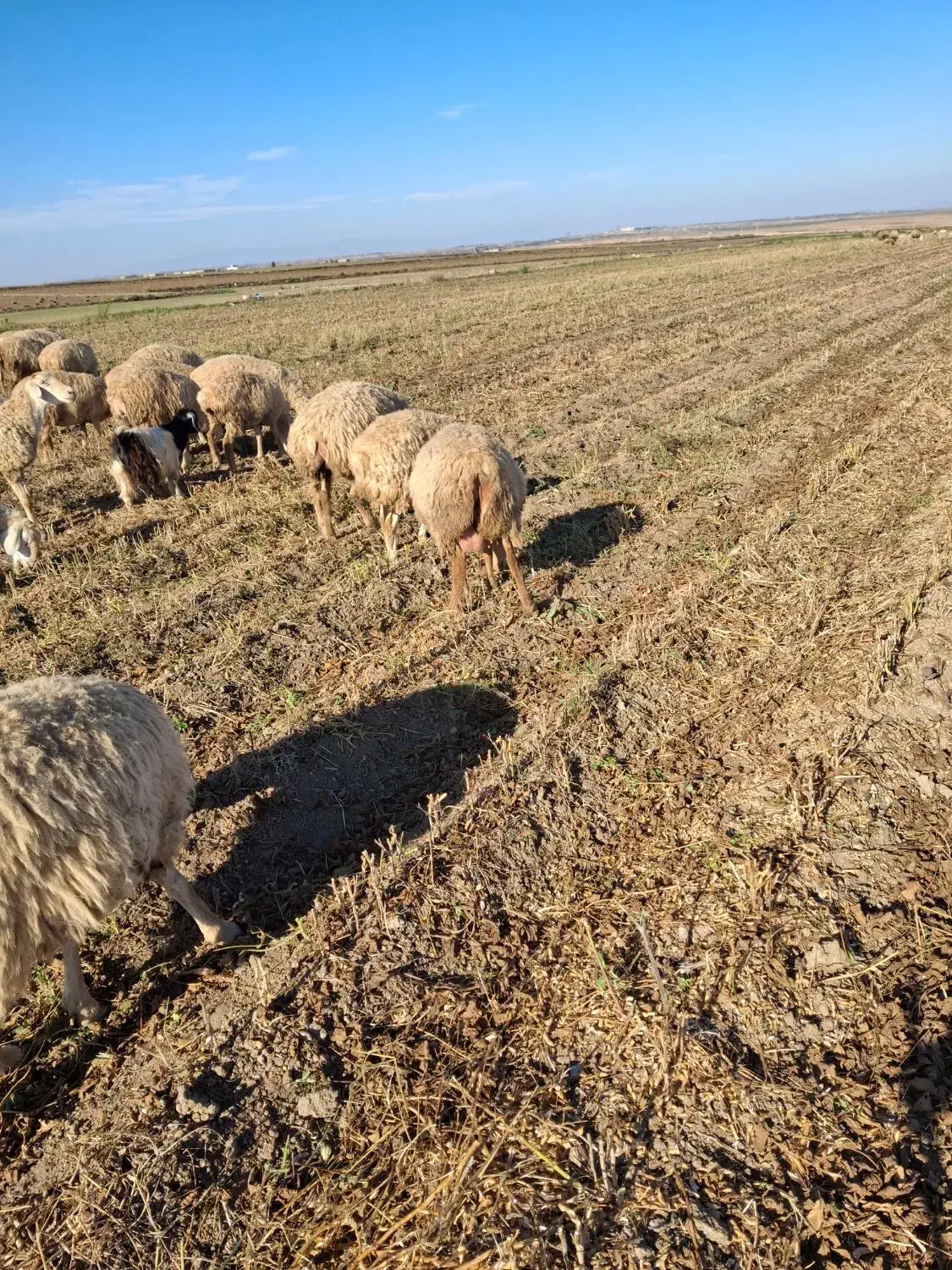 فروش 130 راس گوسفند دامازدخ|حیوانات مزرعه|پارسآباد, |دیوار