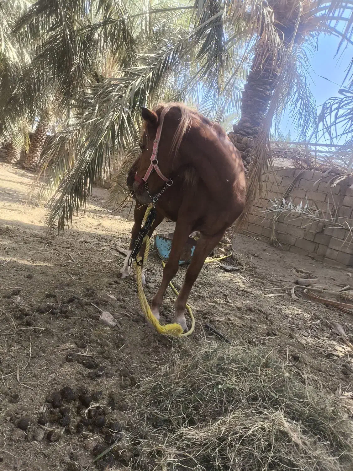 اسب ماده سر حال و شاد|اسب و تجهیزات اسب‌سواری|نرماشیر, |دیوار