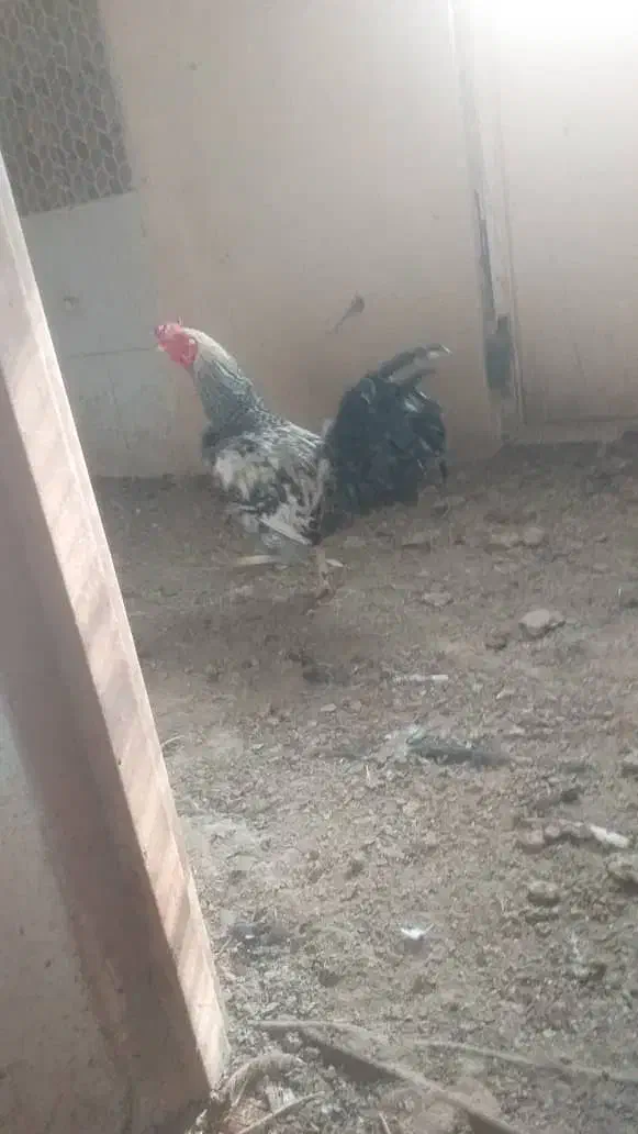 خروس|حیوانات مزرعه|تهران, نیروی هوایی (پیروزی)|دیوار