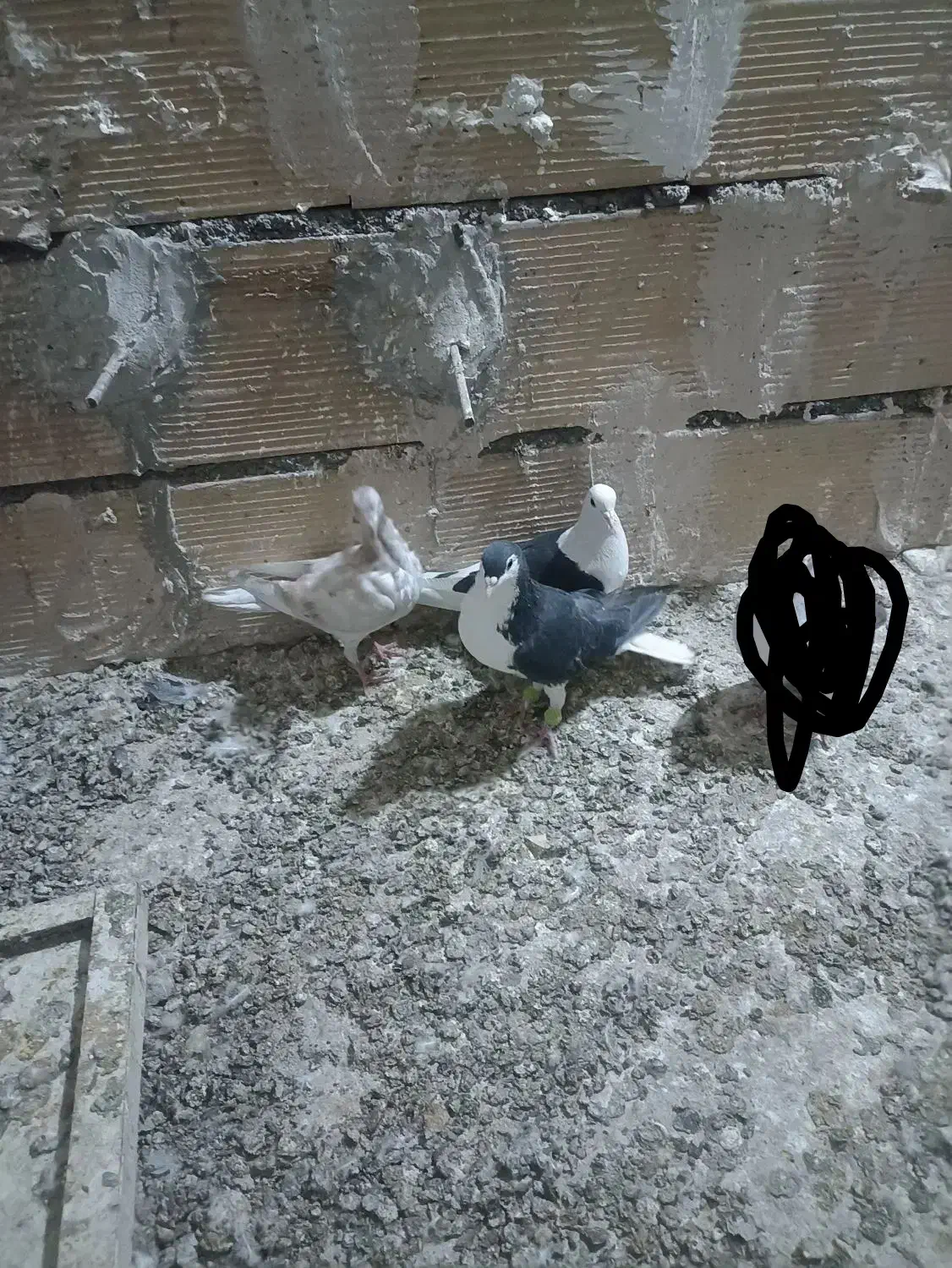 کفتر فروشی|پرنده|مشهد, امیریه|دیوار