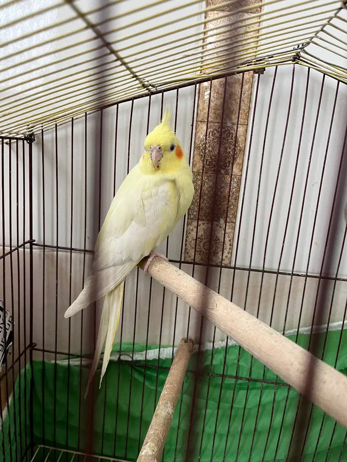 عروس|پرنده|جغین, |دیوار