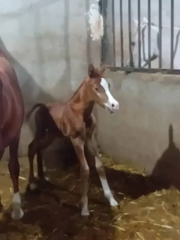 مادیون یسر وارداتی|اسب و تجهیزات اسبسواری|شوش, |دیوار