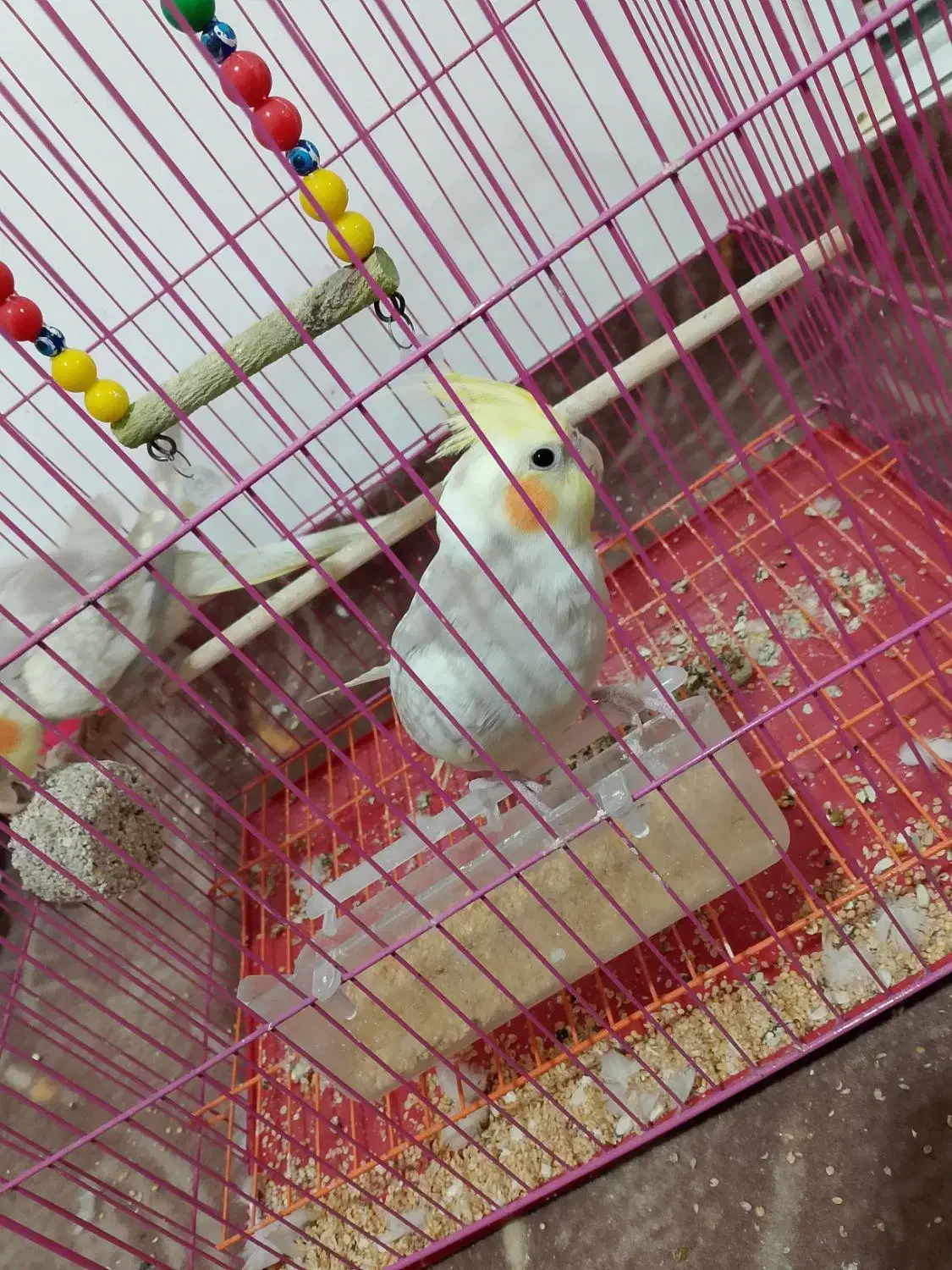 فروش عروس هلندی|پرنده|آستارا, |دیوار