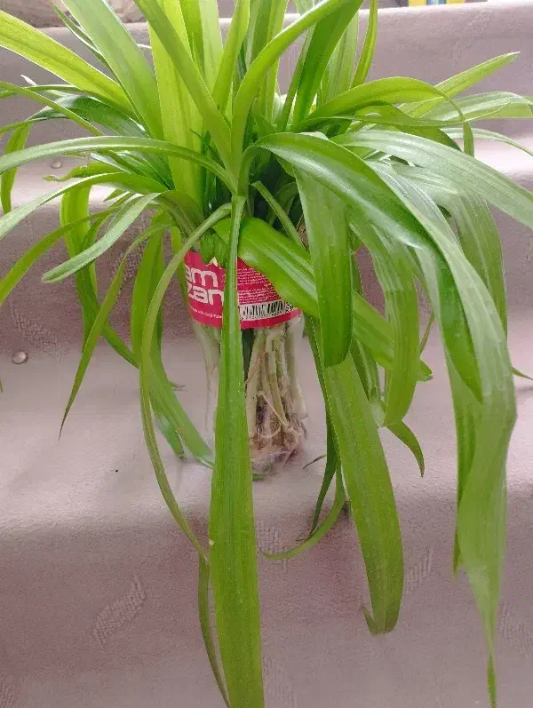 گل سوسن|گل و گیاه طبیعی|اردکان, |دیوار