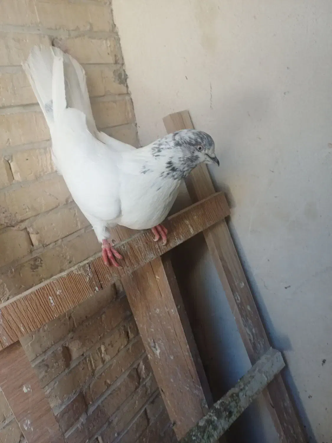 کبوتر|پرنده|یزد, |دیوار