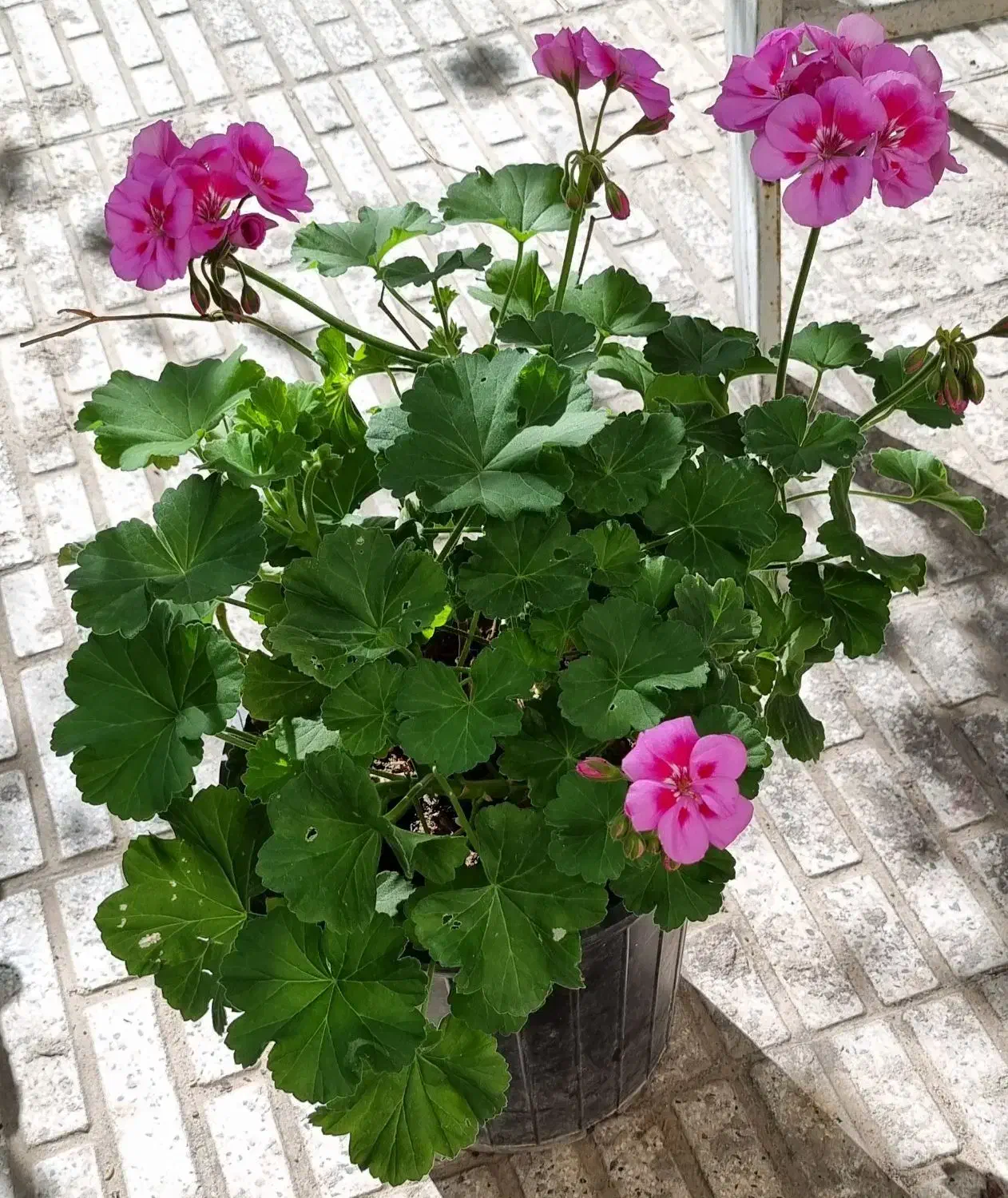 گل شمعدانی|گل و گیاه طبیعی|تبریز, |دیوار