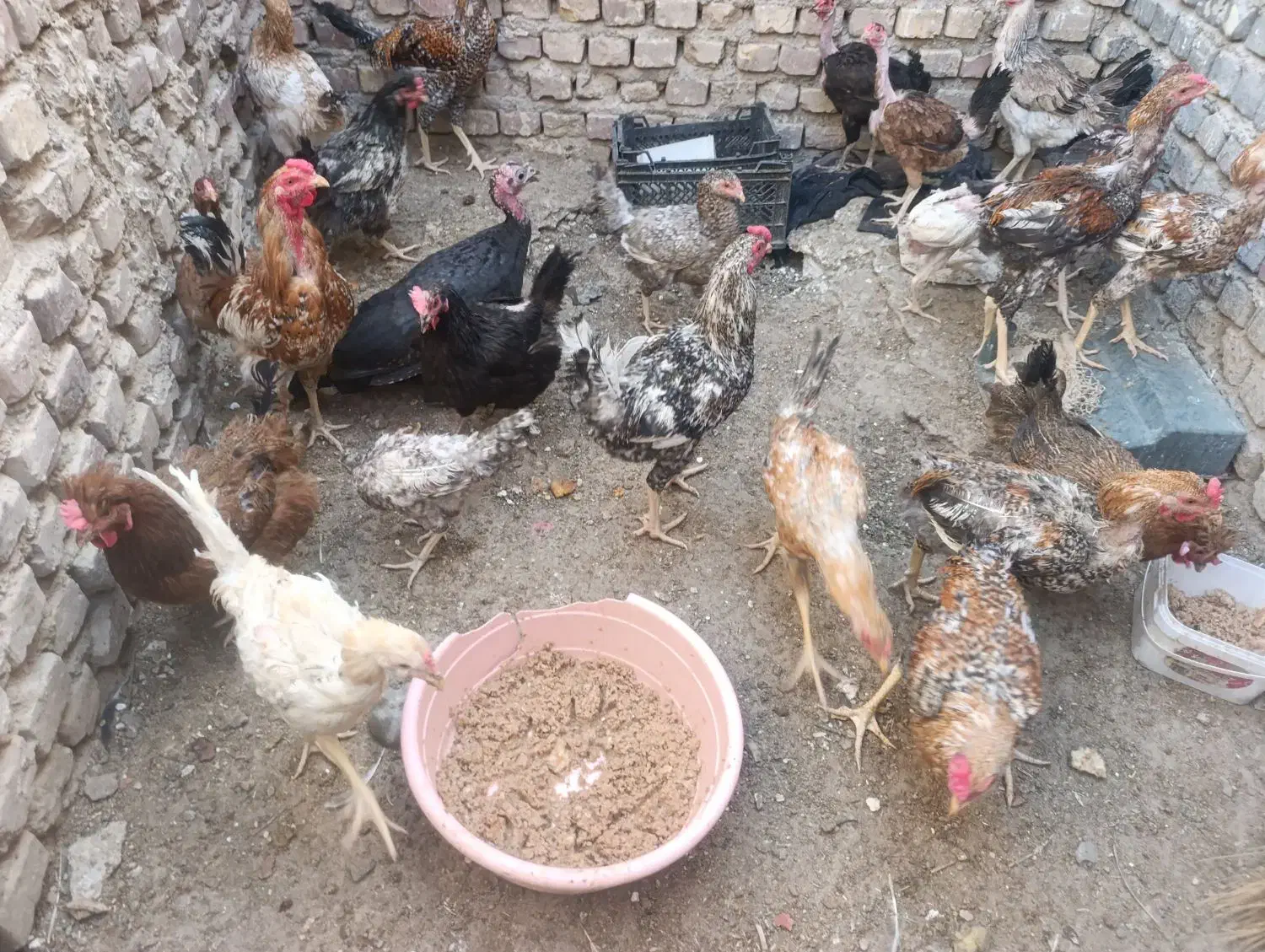 مرغ و جوجه محلی زیر مرغی|حیوانات مزرعه|زابل, |دیوار